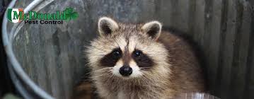 If they visit other places, for. Raccoon Control Remove Raccoons From Your Property Mcdonald Pc