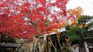 大阪府箕面市西江寺の紅葉 2019 11 23 紅葉 観光 箕面