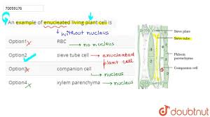 We did not find results for: An Example Of Enucleated Living Plant Cell Is