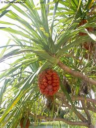 Image result for Pandanus odoratissimus