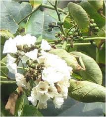Image result for Cordia africana