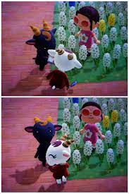We did not find results for: Mission Accomplished Chevre And Nan Finally Hanging Out Together They Re Examining Flowers Animalcrossing