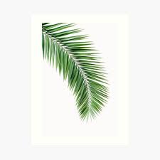 Free for commercial use no attribution required high quality images. Printable Leaf Palm Printable Palm Leaf Palm Leaf Printable Palm Leaf Poster Palm Leaf Wall Art Palm Tree Wall Print Art Print By Posterartprints Redbubble