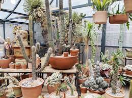 View 103 homes for sale in cactus flats, az at a median listing price of $155,000. Cactus Store Nyc Succulents