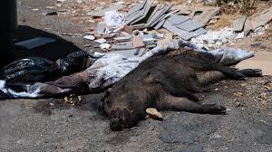 Reiz leoni pornos rain is a remarkably bubbly and sociable