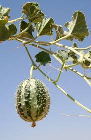 Image result for Cucumis prophetarum