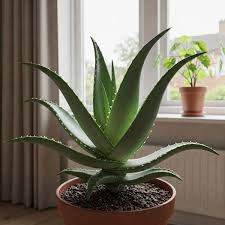 Image result for Aloe