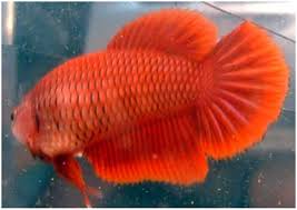Female bettas female tail types are just confusing. Female Betta Fish Care Betta Fish Care