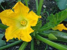 Courgette (fleur de) - Gastronomiac