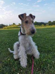 Image result for foxterier drsnosrstý