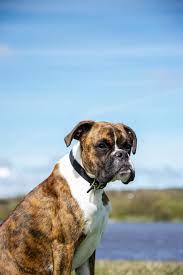 Последние твиты от boxer (@theboxershow). Deutscher Boxer Hunde Informationen Zu Den Rassen Omlet