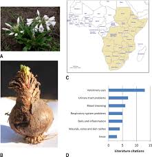 Image result for Crinum rautanenianum
