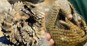 Maybe you would like to learn more about one of these? Meet The Armadillo Lizard Planet Earth S Real Life Mini Dragon