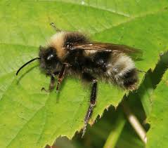 Image result for Bombus sylvestris