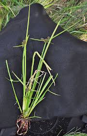 Image result for Cyperus difformis