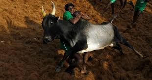 A portrait of a remote village where a buffalo escapes and causes a frenzy of ecstatic violence. Jallikattu Debate There Are Good Reasons To Criticise The Sport But Animal Cruelty Is The Flimsiest