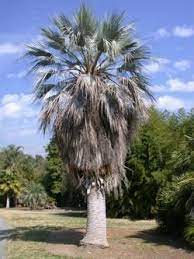 B Armata Tall Mexican Blue Fan Palm Palm Palm Trees Plant Nursery