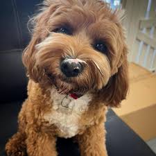 Harper Cavoodle 🏴󠁧󠁢󠁳󠁣󠁴󠁿🐶🇦🇺 (@harper.cavoodle) · Perth, WA