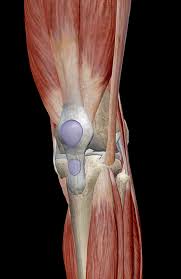 In the leg, muscle strains happen when a muscle is either stretched beyond its limits or forced into extreme contraction. Learn Muscle Anatomy Knee Joint Group