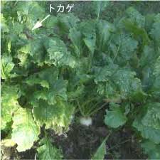 カブの葉の病気 菜園被害 病気編 自菜 家庭菜園奮闘記