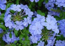 I fiori sono pentameri, sinsepali e sinpetali, con 5 stami inseriti sulla corolla rotata e bianca (3 cm), l'ovario supero a due carpelli fusi è molto profumato. Giardini Mgf I Migliori Rampicanti Sempreverdi