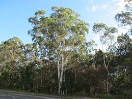 Maybe you would like to learn more about one of these? Rochedale Queensland Wikipedia