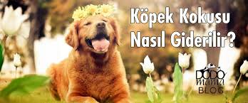 Kopek Kokusu Nasil Giderilir