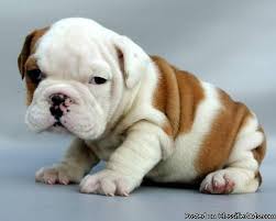 If you are looking to adopt or buy a english bulldog take a look here! English Bulldog Puppies For Good Homes 978 216 3423 For Sale In Abilene Texas Classified Americanlisted Com