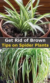 Brown Tips On Spider Plants Here S What To Do Spider Plants Plant Care Houseplant Plants