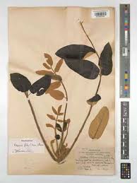 Image result for Polyscias fulva