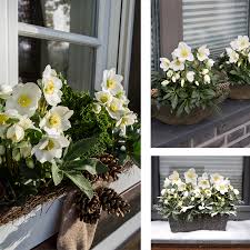 Similar in style to my black urns, this is a nice pop of color while still staying natural. Balcony And Terrace Helleborus