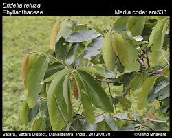 Image result for Bridelia ripicola