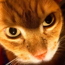 Found The Light Cat Catsofinstagram Joeythecat Joeytheyellowcat Sarman Kedi Kediler Cats Catsofinstagram Kedidunyasi Catworld Like4like Vsco Kedi