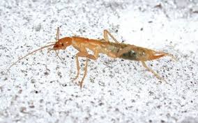 Camel crickets, he says, are usually outdoor pests that are found around the exterior of a building, typically in cool moist environments on the outside as 2/8/2021 the downside to life in a supertall tower: What Are Camel Crickets Also Called Cave Crickets