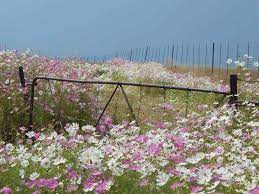 Cosmos Growing Wild In South African Veld Landscape Autumn Landscape Landscape Pictures