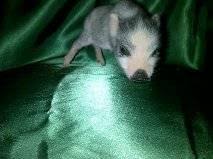 Victoria markets do sell guinea pigs. Teacup Pigs For Sale Pocket Pigs Micro Mini Pigs For Sale We Ship For Sale In Floresville Texas Classified Americanlisted Com