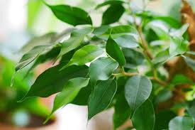 Image result for Ficus benjamina