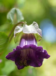 We did not find results for: Cobaea Scandens Wikipedia