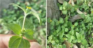 Image result for Calyptocarpus vialis