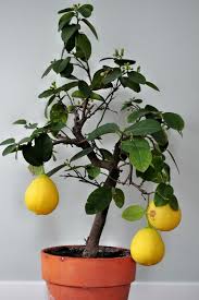 Zitronenbaum Pflege So Zuchten Sie Richtig Einen Zitronenbaum Zitronen Baum Zitronenbaum Pflanzen