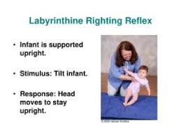 Pdf) Head Righting Reflex In Newborns As The Predictive Factor Of Early  Child Development: A Longitudinal Study