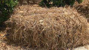 Our wholesale pine straw is available in bales, delivered by the truckload in our own delivery trucks to our customers. Wilmington Landscaper Speaks Out On Pine Straw Shortage Wway Tv