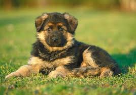 We have an extensive collection of amazing background images carefully chosen by our community. Black And Tan German Shepherd Puppy Lying On Grass Hd Wallpaper Wallpaper Flare