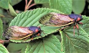 Cicadas have parts on their bodies called tymbals, which. Focus On Nature Ready Or Not Cicadas Predicted To Return By The Trillions In 2021 Free Apg Wi Com