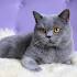 Different Grey Cat Breeds, Grey Cats bring good luck to ...