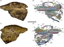Image result for Stemodiopsis