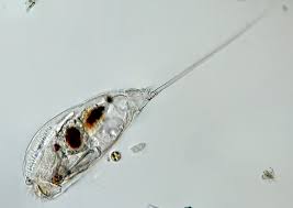 Image result for Erythrococca trichogyne