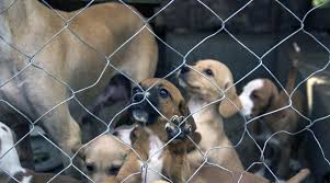 Adopted.com connects adoptees with their loved ones in gauteng, south africa. Supportlocal Joburg Animal Rescues In The City Joburg Co Za