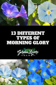 13 Different Types Of Morning Glory Photos Morning Glory Flowers Morning Glory Garden Vines