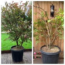 When you decide to prune a burning bush for the health of the plant alone, you only need to worry about removing branches that could encourage disease to spread through the plant and destroy it. Got A Large 5 Ft Burning Bush On Sale Today Gave It A Shape And Will Hard Prune The Roots And Put It In A Bonsai Pot In February Bonsai